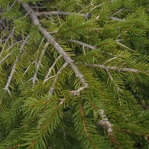 Хвойные опилки оптом в Выборге купить - оперативная доставка по всей России