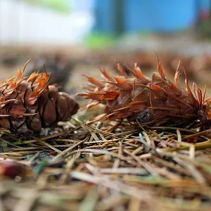Хвойные опилки оптом в Выборге от завода-производителя Лигнум Ресурс