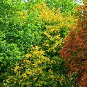 Лиственные опилки оптом в Выборге купить - оперативная доставка по всей России