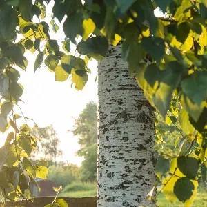 Опилки березовые оптом в Выборге купить - оперативная доставка по всей России