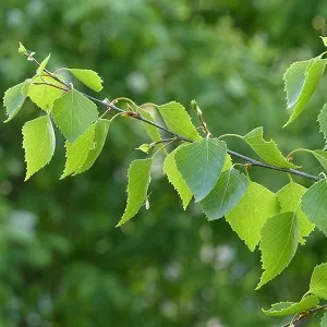Опилки березовые оптом в Выборге от завода-производителя Лигнум Ресурс