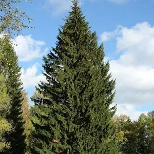 Еловые опилки оптом в Выборге купить - оперативная доставка по всей России