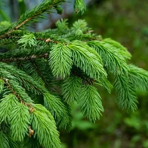 Еловые опилки оптом в Выборге от завода-производителя Лигнум Ресурс