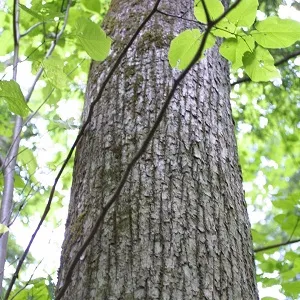 Опилки липовые оптом в Выборге купить - оперативная доставка по всей России