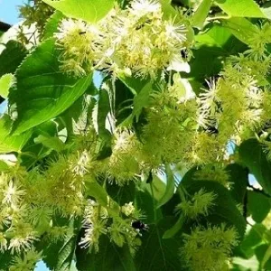 Опилки липовые оптом в Выборге от завода-производителя Лигнум Ресурс