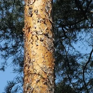 Сосновые опилки оптом в Выборге купить - оперативная доставка по всей России