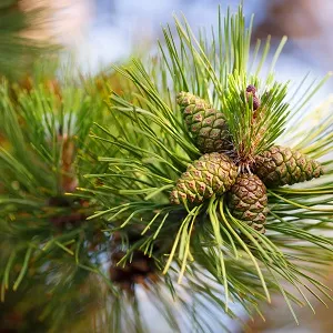 Сосновые опилки оптом в Выборге от завода-производителя Лигнум Ресурс