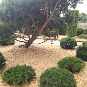 Хвойная щепа оптом в Выборге купить - оперативная доставка по всей России